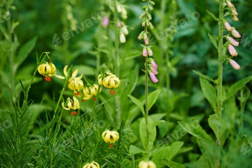 Preview: Beautiful flowers from my garden. A series of beautiful garden photos.