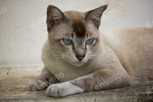 Preview: The gray cat is lying on the ground looking.