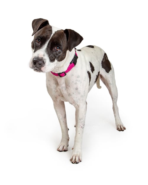 Preview: Black and White Pit Bull Terrier Dog