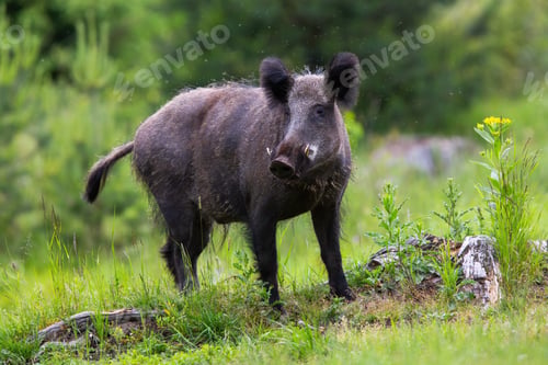 Preview: Dangerous wild boar looking into camera on a glade in Low Tatras national park