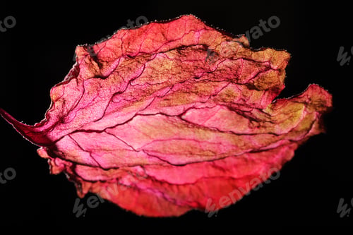 Preview: Dry Leaf Texture Abstract Background