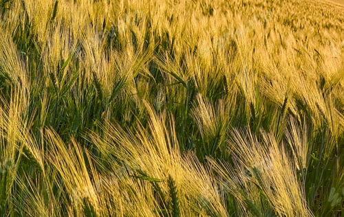 Preview: Wheat field