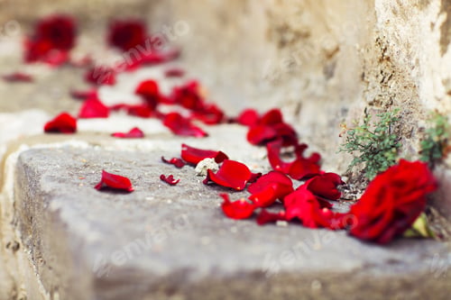 Preview: Red petals of the roses on the stone stairs