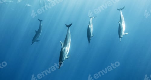 Preview: Amazing underwater world, Underwater world scene.