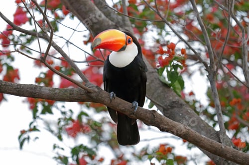 Preview: toucan, bird, colours, tropics