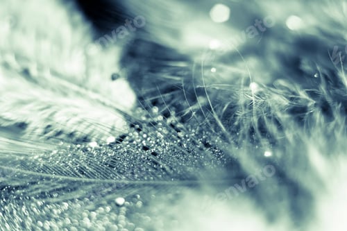 Preview: macro shot of feather and glitter