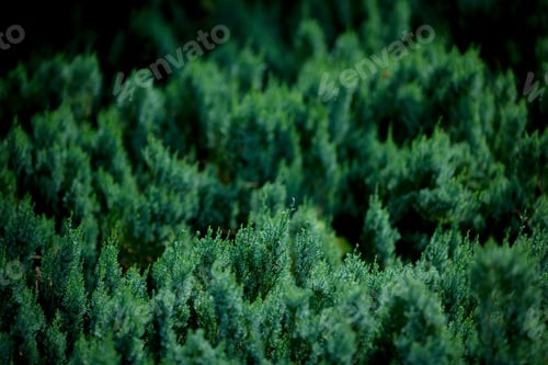 Preview: close look at the green coniferous bush