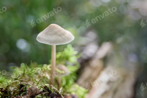 Preview: Non-edible white mushrooms
