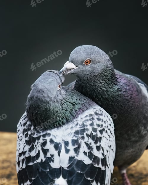 Preview: two pigeons are standing near each other on the rock ledge