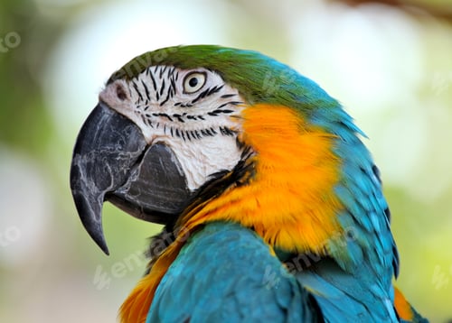 Preview: colorful macaw