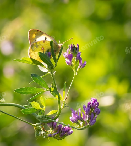 Preview: Pale clouded yellow, Colias hyale. A butterfly perched on a wildflower in a meadow