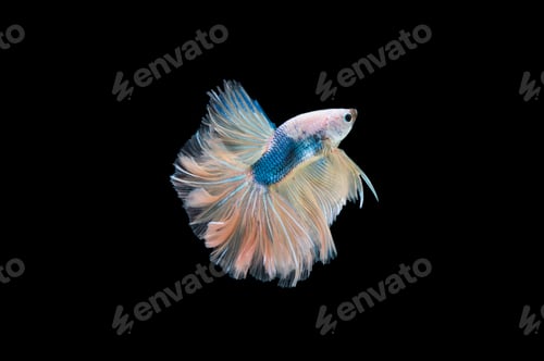 Preview: Beautiful colorful of siamese betta fish