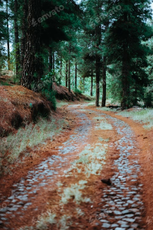 Preview: Old winding cobbledpath leading through an evergreen coniferous forest