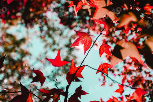 Preview: Fresh green leaves on the branch with daylight