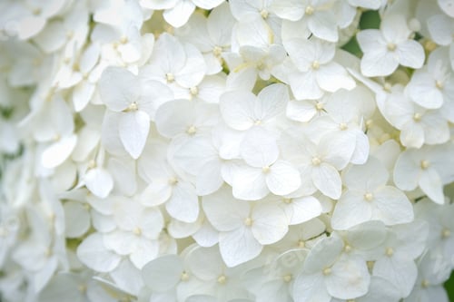 Preview: Light floral and deciduous natural background. Very bright colored background.