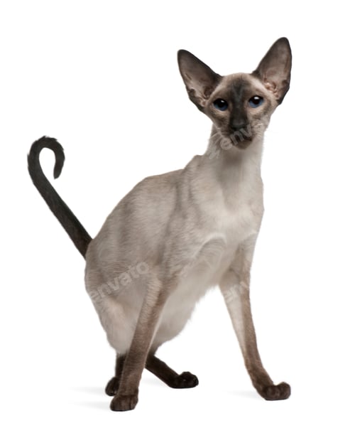 Preview: Balinese cat, 5 years old, sitting in front of white background