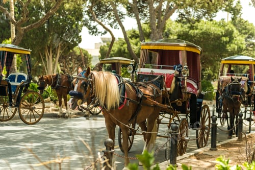 Preview: Row of horse with carriages in Mdina