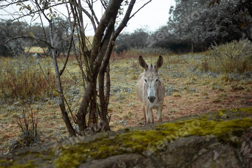 Preview: Donkey in rainy countryside