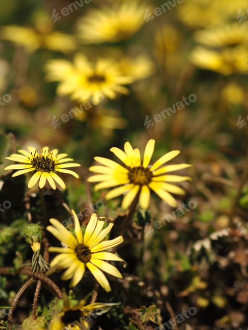 Preview: They are weeds