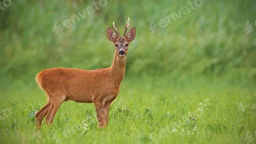 Preview: Roe deer buck with clear green blurred background in summer