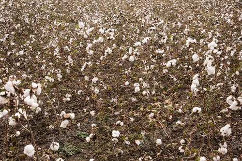 Preview: Cotton field white with ripe cotton ready for harvesting, India