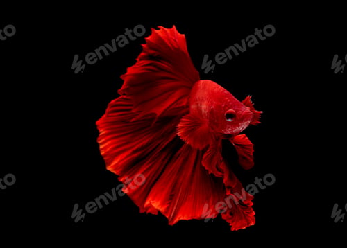Preview: Red betta fish, Siamese fighting fish was isolated on black background