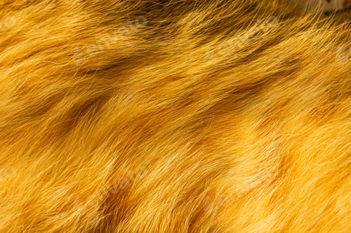 Preview: Yellow cat fur with dark spots textured for backgrounds.
