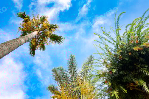 Preview: Green palm leaves against blue sky. Palm trees in backlit summer sunlight. View from bottom to top