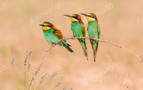 Preview: Wonderful bright birds on twig near plants