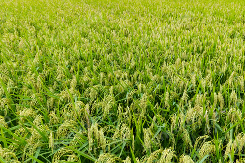 Preview: Fresh raw paddy rice field