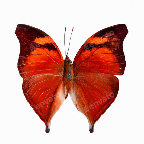 Preview: fancy butterfly isolated on white