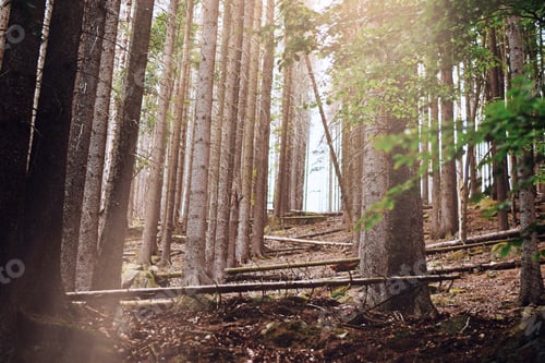 Preview: Into the woods