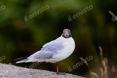 Preview: Closeup of a black-headed gull, Chroicocephalus ridibundus.