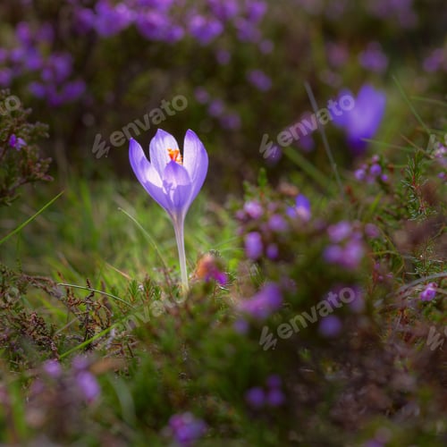 Preview: Purple Crocus vernus