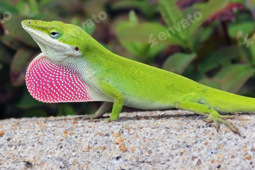 Preview: Closeup of a green anole lizard standing on a stone surface in sunlight