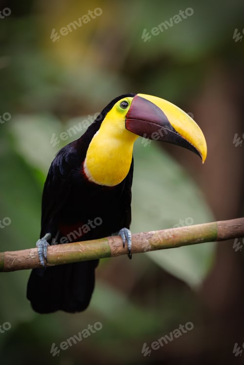 Preview: A Toucan in Costa Rica
