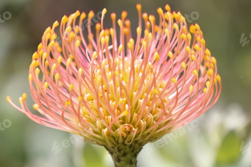 Preview: Pincushion Protea (Leucospermum) flower