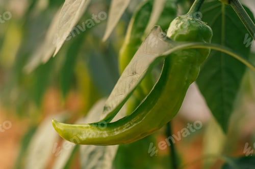 Preview: Close up of green unripe jalapeno pepper growing as field crop agriculture, with blurred background