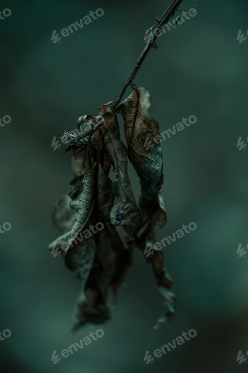 Preview: dark moody faded autumn leaf background, fall plants decay