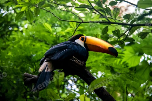 Preview: Toucan
