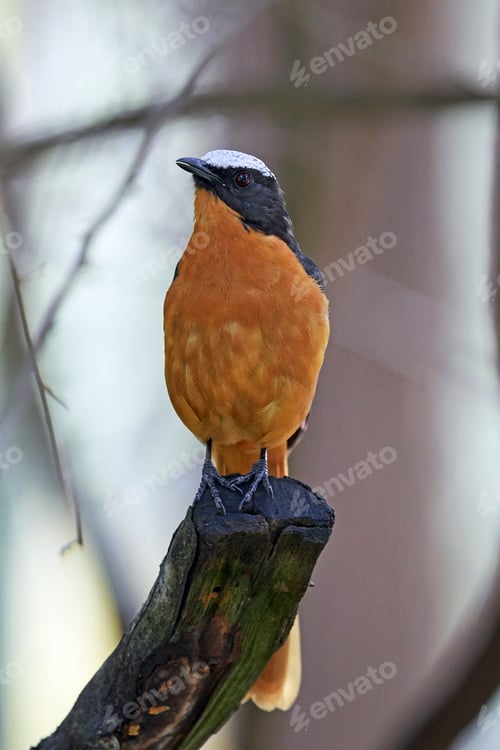 Preview: White-crowned robin-chat (Cossypha albicapilla)