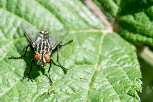 Preview: Closeup shot of a fly on a green leaf