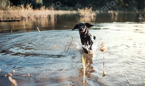 Preview: A black dog outdoors running in a lake.
