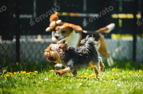Preview: Cute Yorkshire Terrier dog and beagle dog chese each other in backyard
