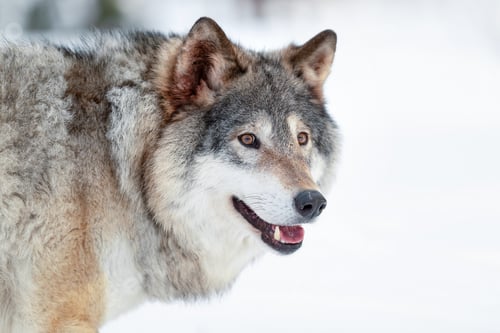 Preview: Eurasian wolf standing on snowy ground in the forest