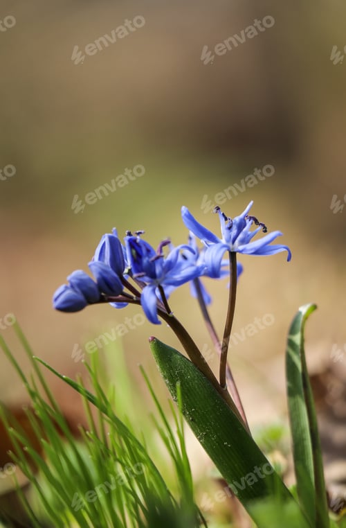Preview: Blue flowers and buds Scilla siberica close up outdoors.