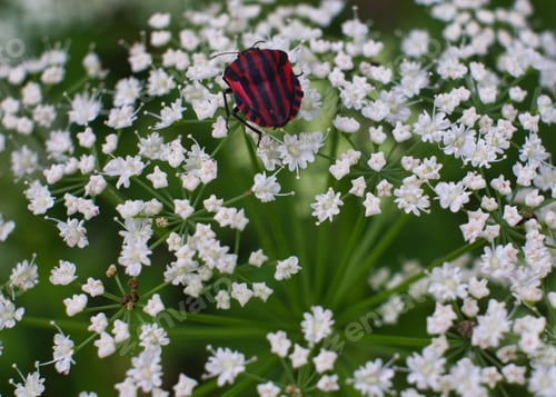 Preview: Closeup shot of a strip bug (Graphosoma italicum) on Falcaria Vulgaris flower in the garden
