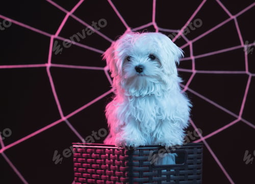 Preview: Cute white dog with a black notebook in front of an artificial spider web under pink lighting