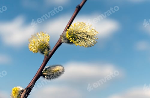 Preview: Beautiful branches pussy willow against the blue sky, easter palm sunday holiday