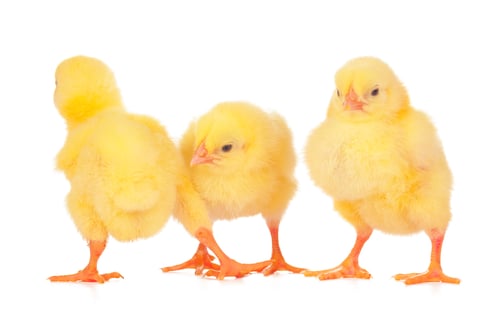 Preview: Group of chickens isolated on a white background